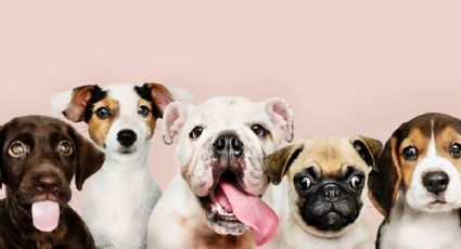 Estas son las 3 razas de perros consideradas “las más bonitas”