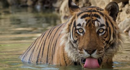 Día Internacional del Tigre: por qué se celebra este 29 de julio