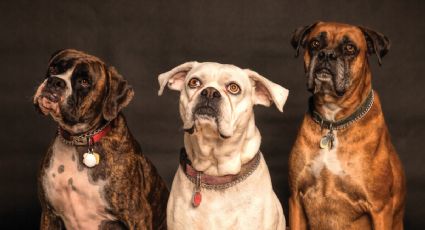 Estas son las 5 razas de perros que viven más años, según la IA