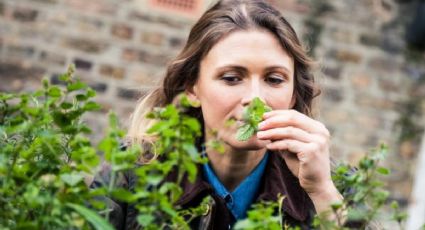 Cuáles son los 3 fertilizantes caseros más poderosos para hacer crecer tus plantas