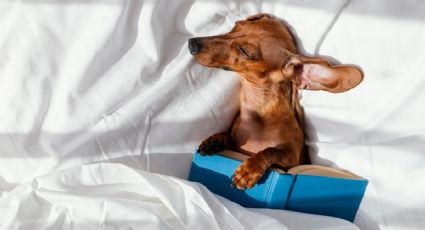 Estas son las 3 razas de perros que más les gusta dormir