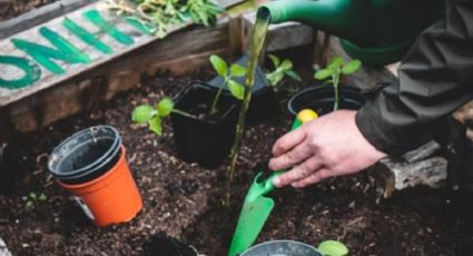 Calendario de siembra: qué conviene plantar en el mes de agosto