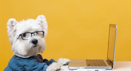 4 razones para tener un mejor vínculo con tu perro