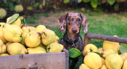 3 frutas que puede comer tu perro y no lo sabías