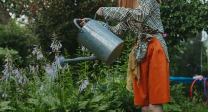 ¿Cómo regar tus plantas con agua de lluvia?