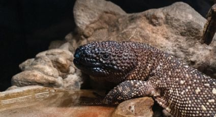 Toma asiento antes de saber cuántos metros puede medir un lagarto