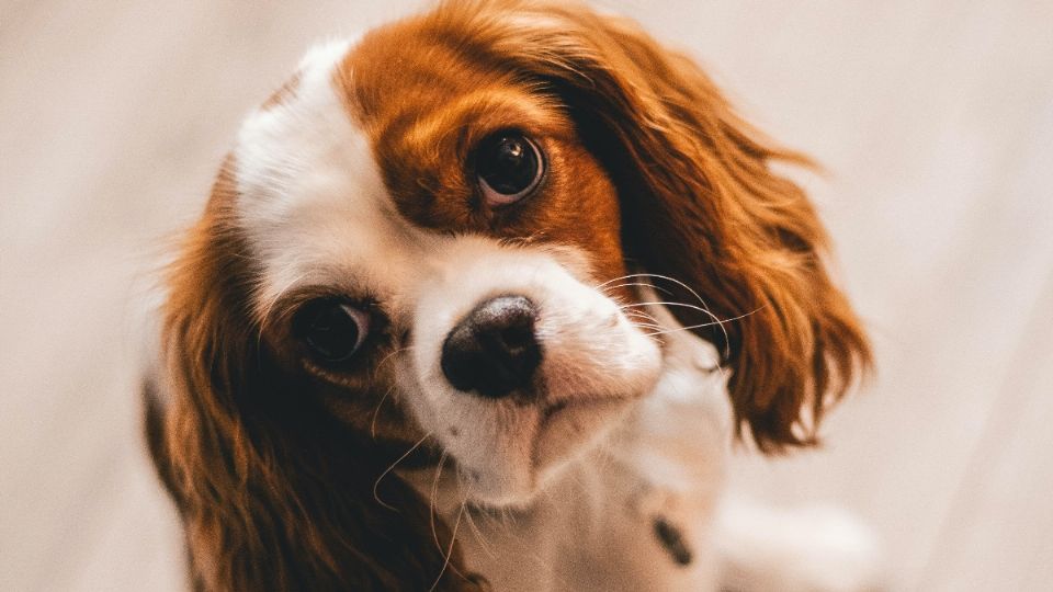 ¿Cada cuánto debo bañar a mi perro?. Fuente: Pexels.