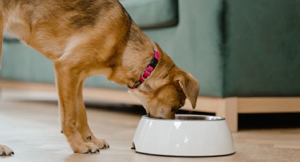 El truco (infalible) para mejorar las croquetas de perros