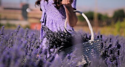 El secreto para cultivar flores de lavanda en una taza