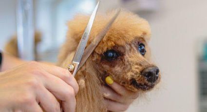 3 razas de perros a las que no se les debe cortar el pelo