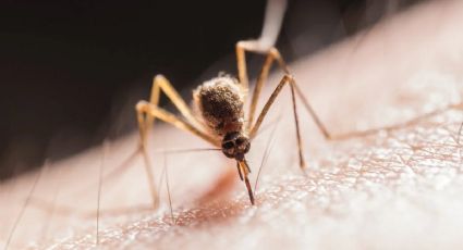 Día Internacional contra el Dengue: 5 síntomas claves de que te ha picado el mosquito