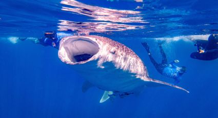 Día Internacional del Tiburón Ballena: ¿qué tan peligroso es?