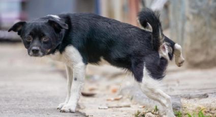 3 ingredientes claves para que tu perro no orine dentro de casa