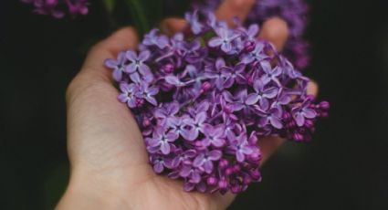 Con solo una taza, el truco para cultivar flores de lavanda