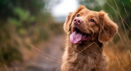 Esta es la razón por la que tu perro persigue su cola