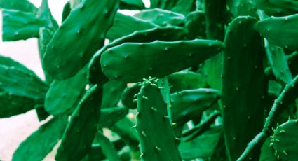 ¿Cómo hacer un impermeabilizante casero con nopal para acabar con las grietas y goteras?