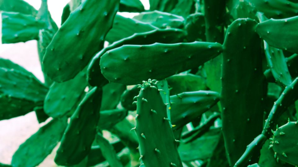 La baba del nopal será uno de los ingredientes de esta preparación.