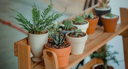 Esta es la verdadera razón por la que deberías regar tus plantas con agua de arroz