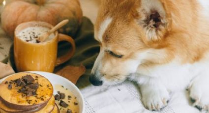 Por esta inesperada razón, los perros tienen el cerebro cada vez más grande