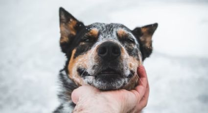 Estas son las 4 razas de perros que más viven