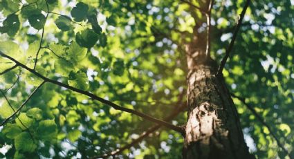 Esta es la razón por la que debes poder ver un árbol desde la ventana de tu casa, según la ciencia