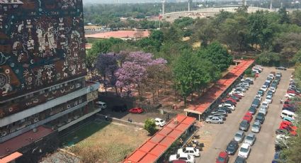 Así puedes aprender idiomas en la UNAM, de manera fácil y gratuita