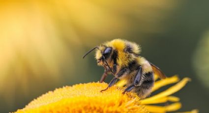 Dile adiós a las abejas de tu jardín con esta planta que todos tienen en casa