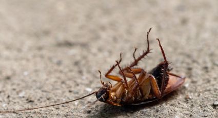 ¿Dónde se esconden las cucarachas durante tiempos de frío?