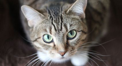 ¿Por qué no maúlla mi gato? 3 razones de alerta