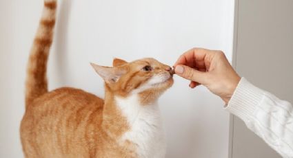 ¿Qué alimentos no le debes dar a tu gato?