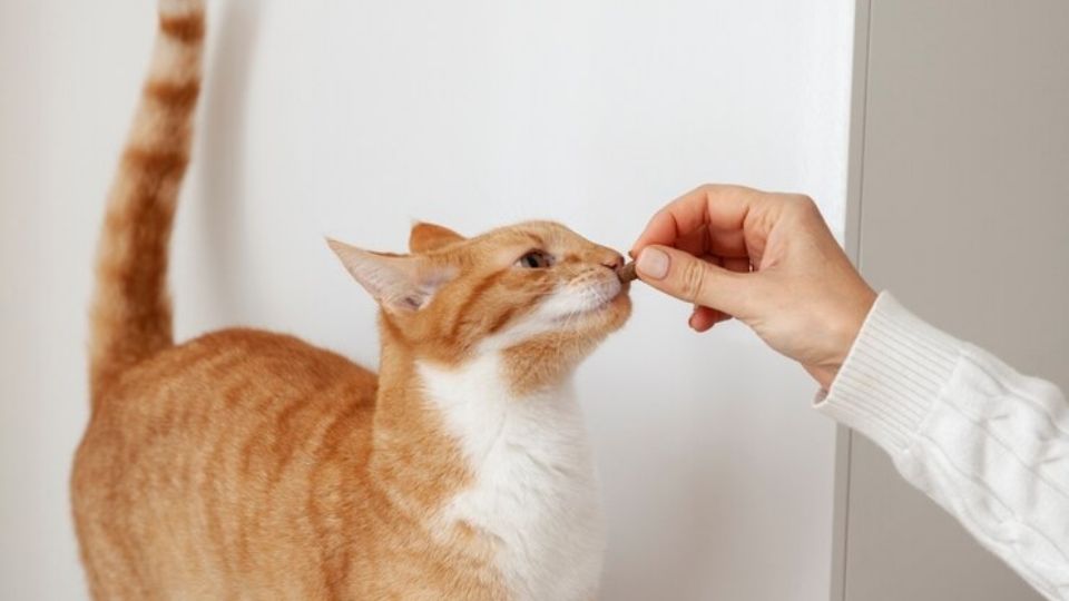 Descubre qué no debes darle de comer a tu mascota.