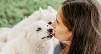 ¿Qué significa que tu perro te lama el rostro?