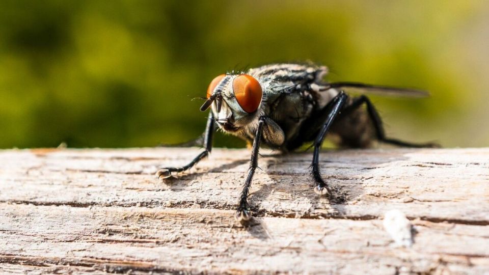 Conoce cómo erradicar este molesto insecto.