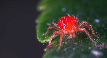 ¿Cómo eliminar las arañas rojas de tu casa?