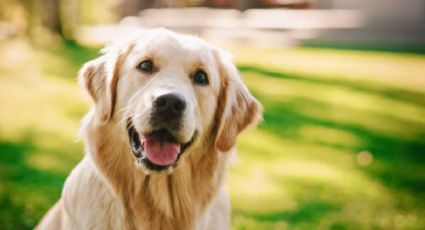 ¿Por qué debes tener un golden retriever?