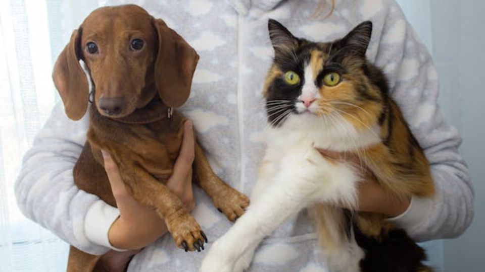 Cómo regañar a tu gato o perro para que te haga caso. Fuente: Pexels.