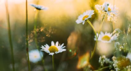 ¿Cuándo es la fecha exacta del comienzo de la primavera en México?