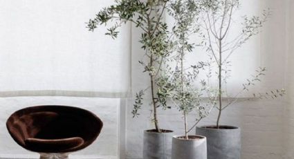 3 plantas para tener una decoración minimalista japonesa en tu hogar