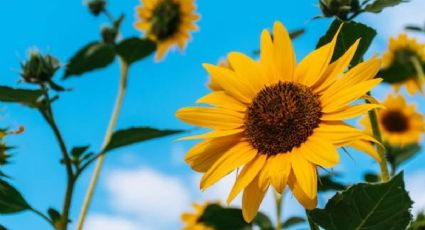 Dime cuál es tu flor favorita y te diré cómo es tu personalidad