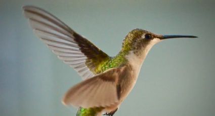 Con estas 3 flores, el truco para atraer colibríes en tu jardín