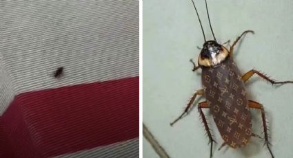 Estos son los mejores memes que dejó la cucaracha en medio de la MET Gala 2023