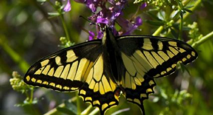 Pon esta planta y tu jardín se llenará de mariposas