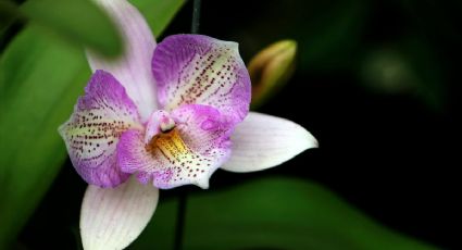 Toma nota; este es el secreto para trasplantar una orquídea