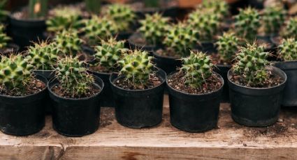 Según Feng Shui, esta es la única planta que no debes tener en casa