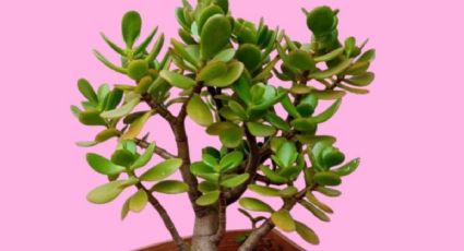 Árbol de jade: el truco infalible para hacer crecer el tallo en poco tiempo