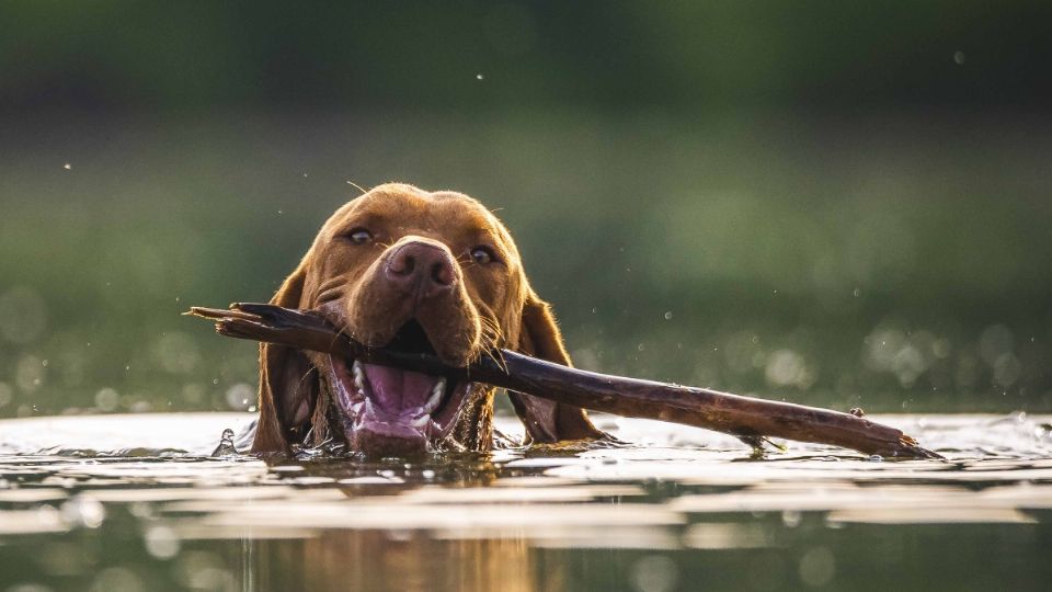 Estos perros adoran el agua.