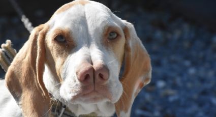 Estas son las 3 razas de perros más raras del mundo