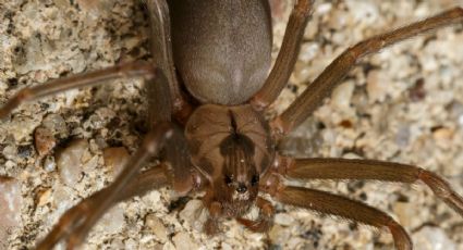 Dile adiós a las arañas de tu casa con esta poderosa mezcla