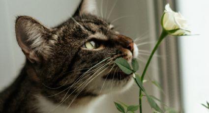 3 plantas que seguro tienes en tu casa y son tóxicas para tu gato