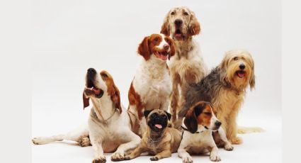 Estas son las croquetas más buenas y baratas para tu perro, según Profeco